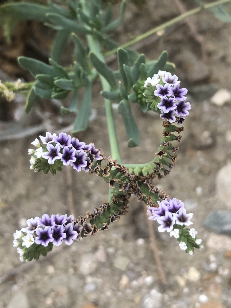 Heliotropium curassavicum var. curassavicum photo 6
