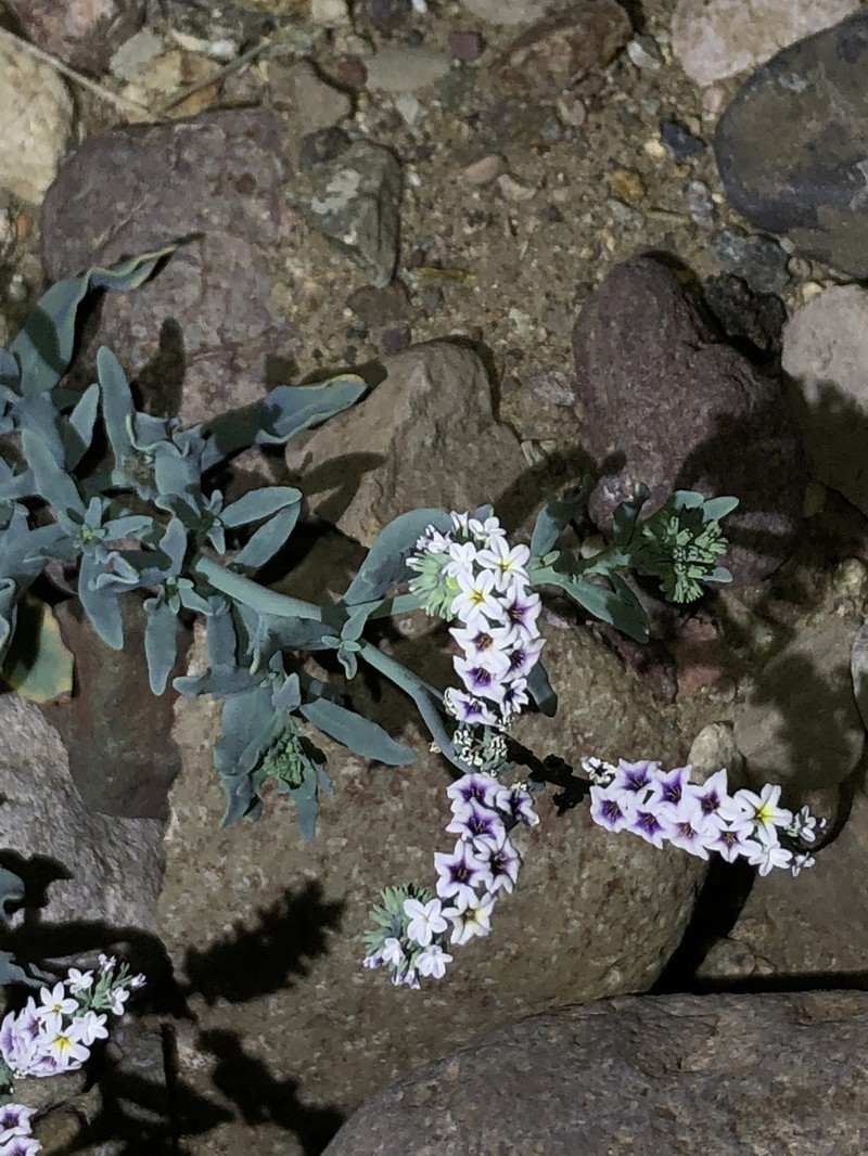 Heliotropium curassavicum var. curassavicum photo 7