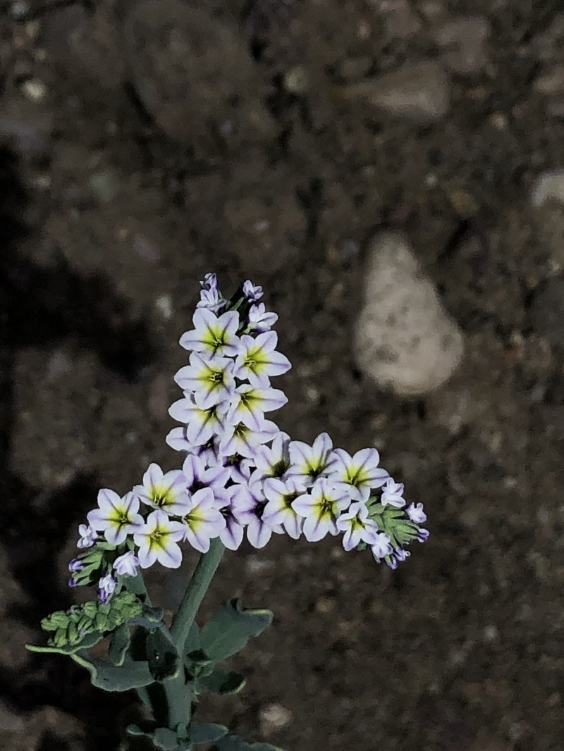 Heliotropium curassavicum var. curassavicum photo 8