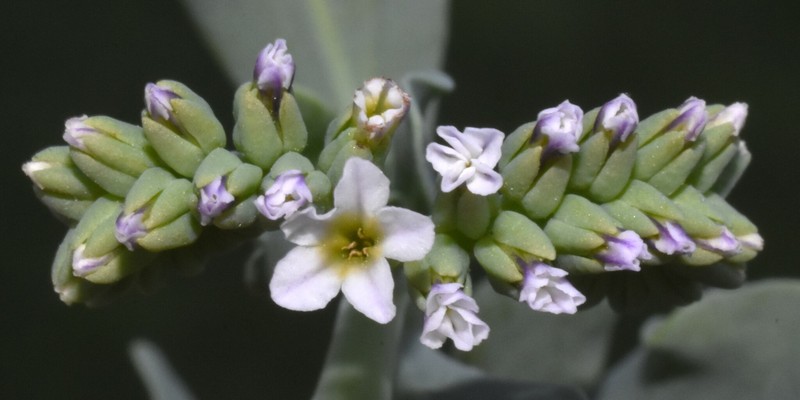 Heliotropium curassavicum var. obovatum