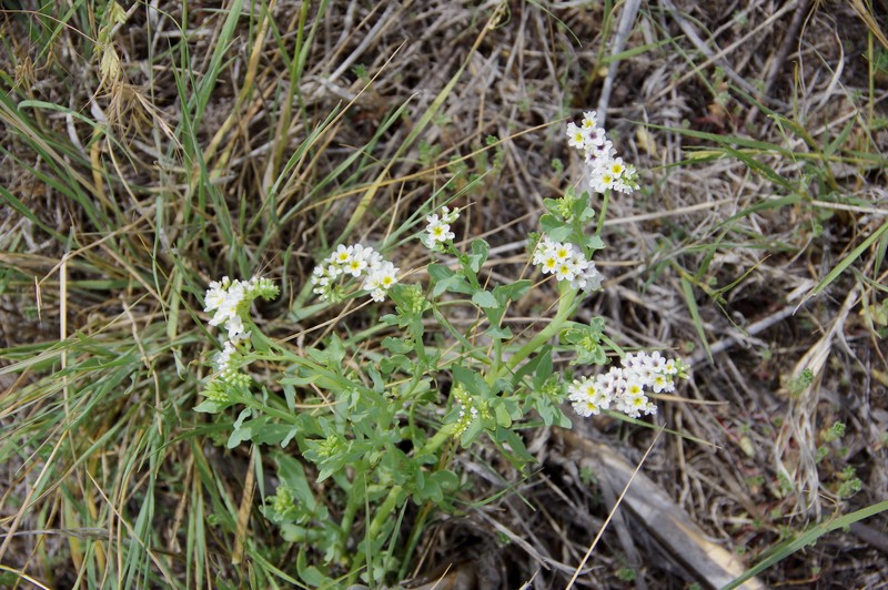 Heliotropium curassavicum var. obovatum photo 2