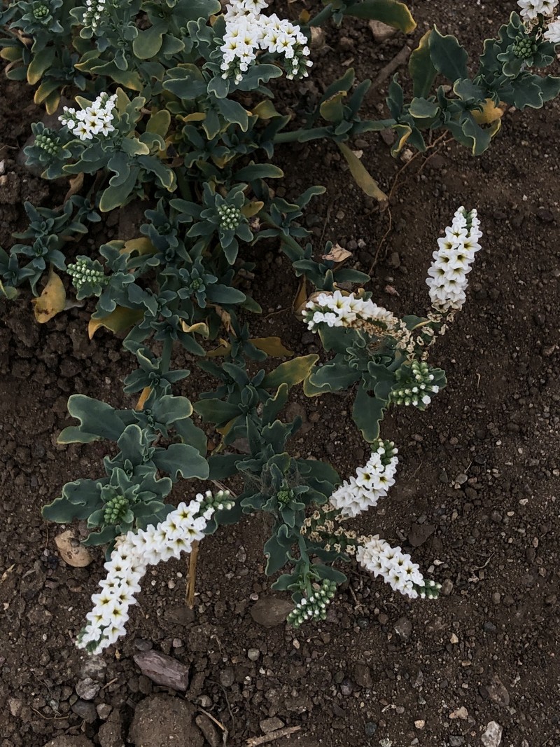 Heliotropium curassavicum var. obovatum photo 3