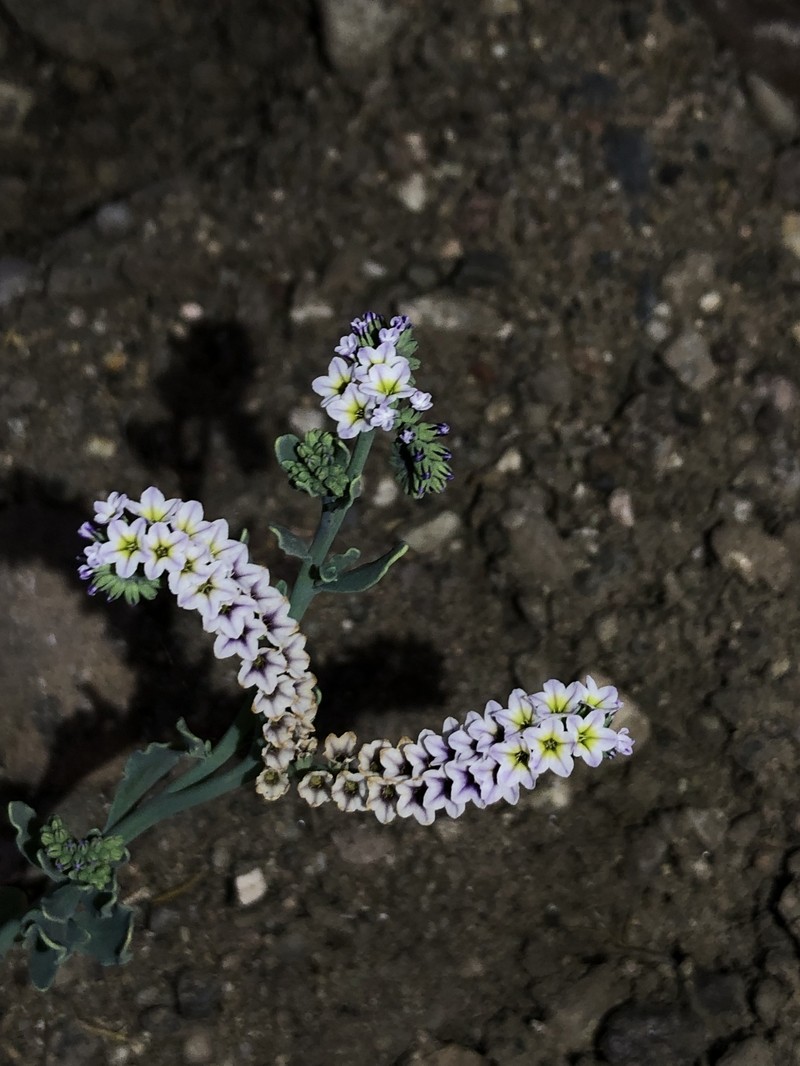 Heliotropium curassavicum var. obovatum photo 4