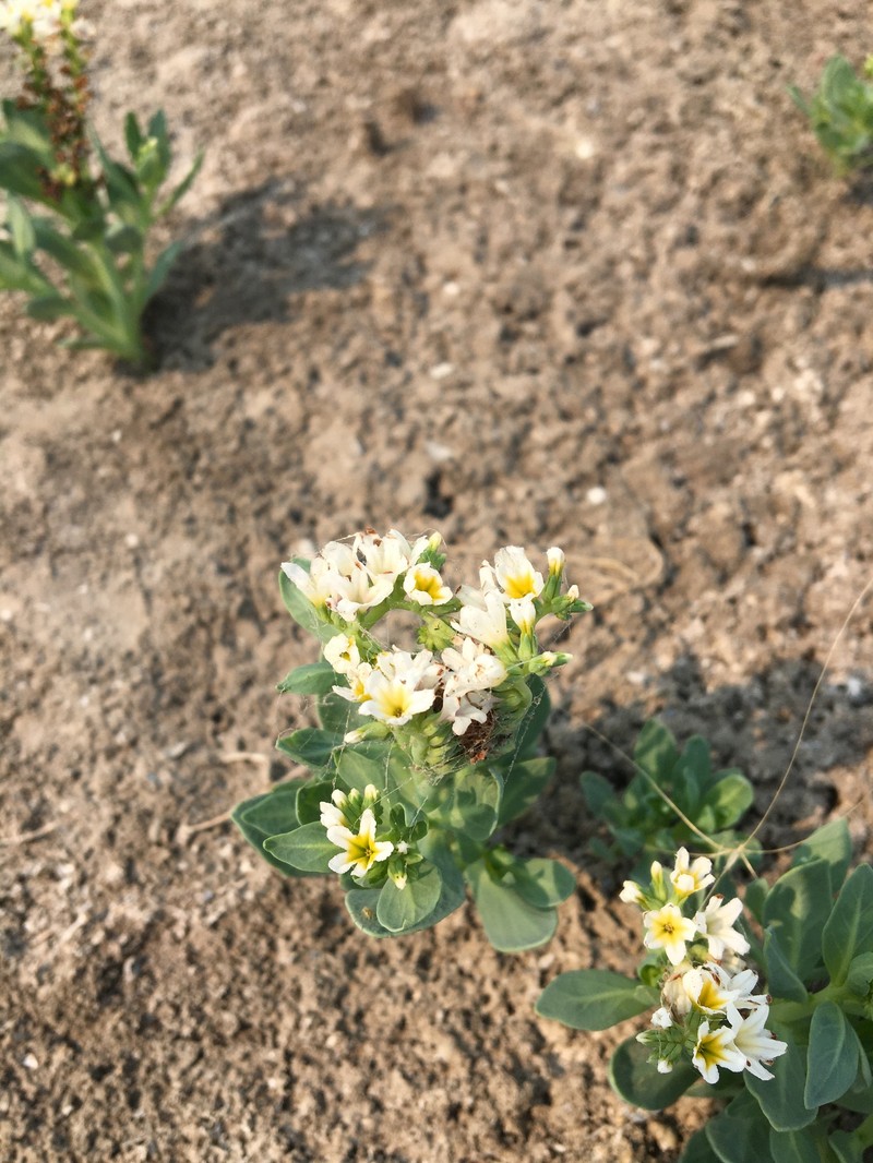 Heliotropium curassavicum var. obovatum photo 5
