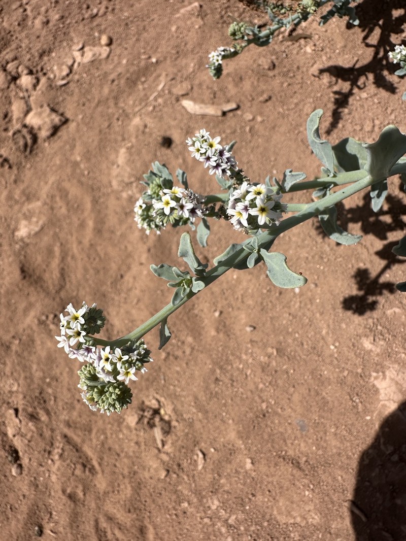 Heliotropium curassavicum var. oculatum