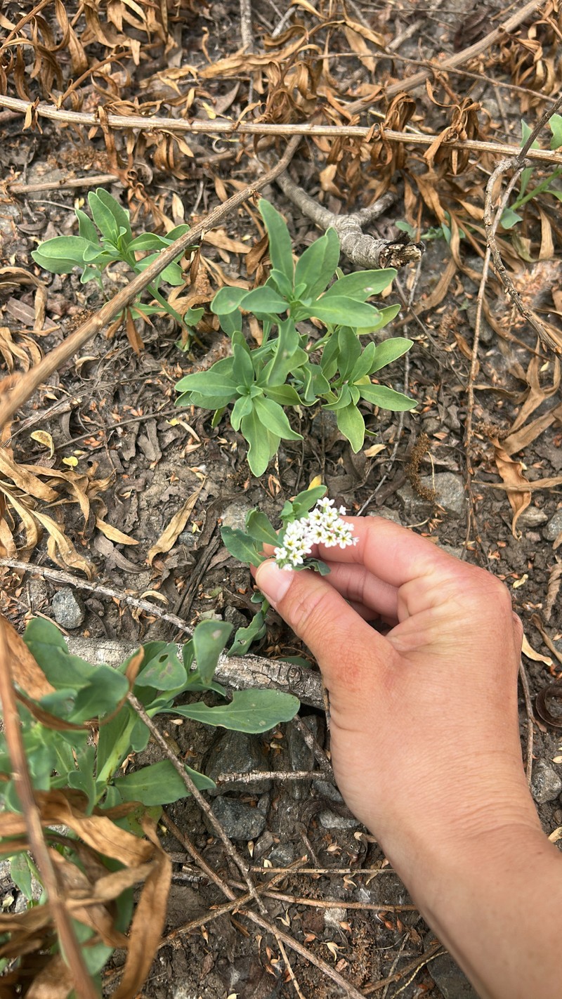 Heliotropium curassavicum var. oculatum photo 2