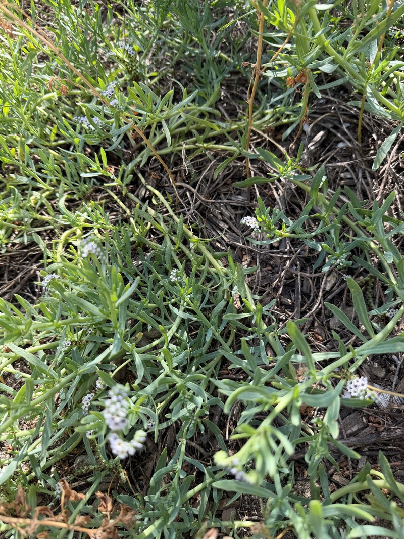 Heliotropium curassavicum var. oculatum photo 3