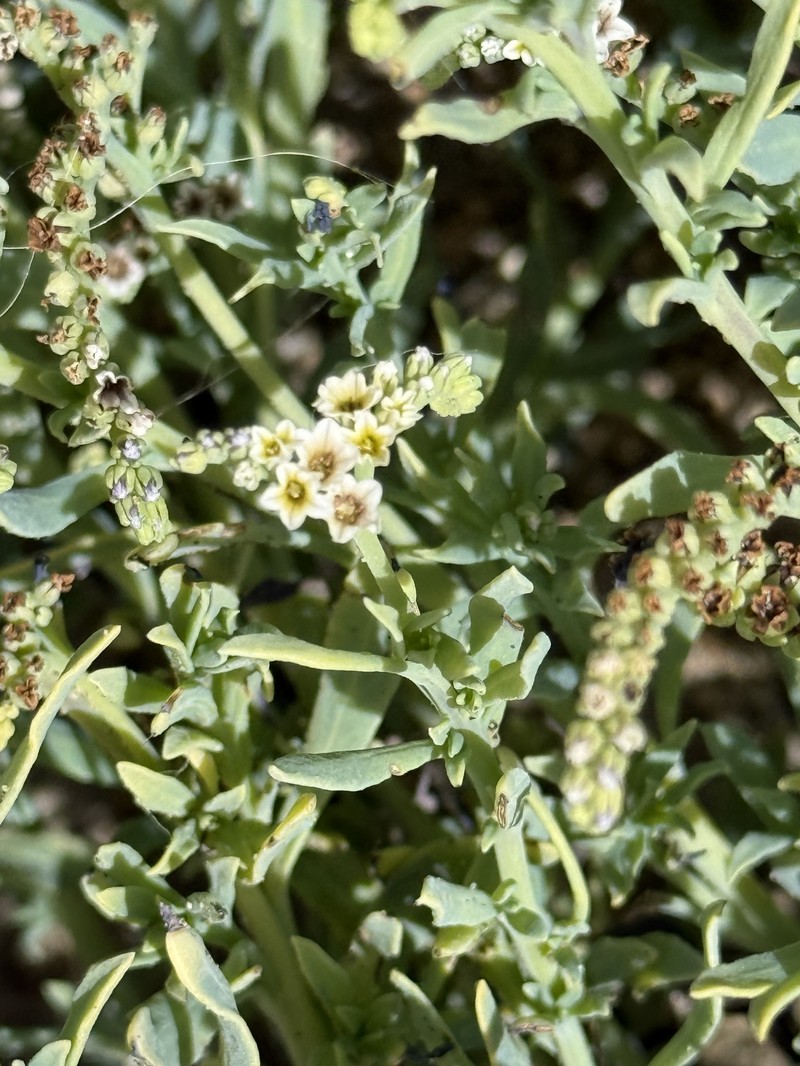 Heliotropium curassavicum var. oculatum photo 4