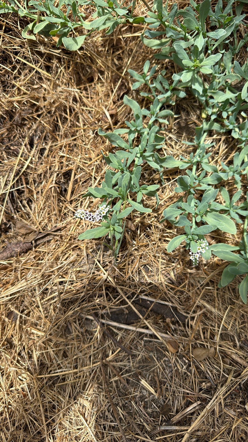 Heliotropium curassavicum var. oculatum photo 5