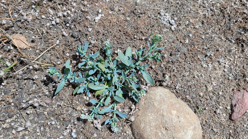 Heliotropium curassavicum var. oculatum photo 6