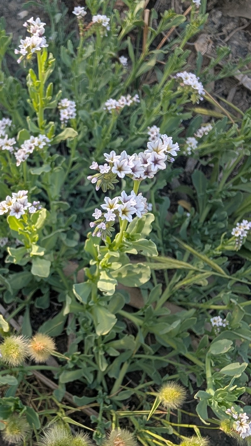 Heliotropium curassavicum var. oculatum photo 7
