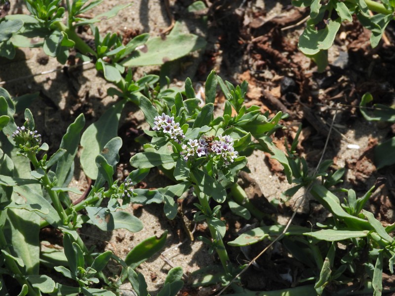 Heliotropium curassavicum var. oculatum photo 8