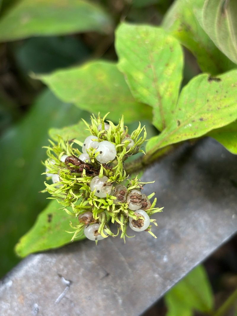 Heliotropium cuspidatum