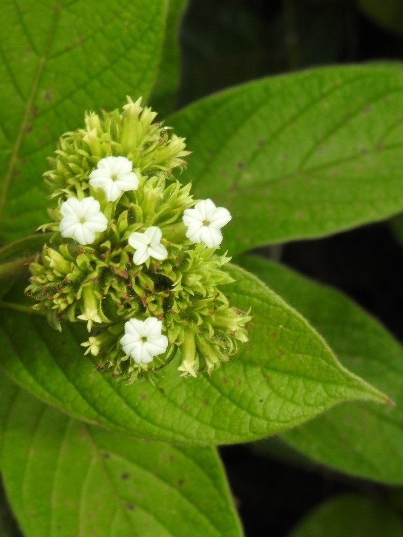Heliotropium cuspidatum photo 2