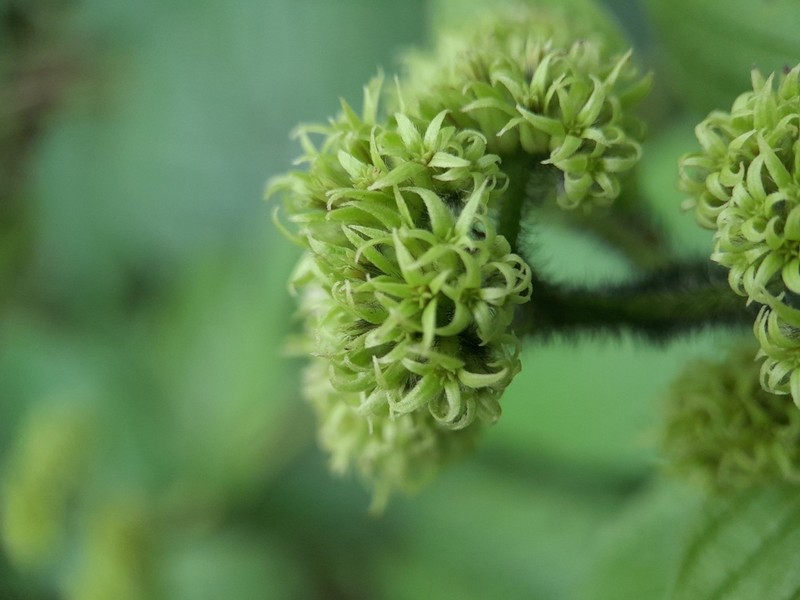 Heliotropium cuspidatum photo 3