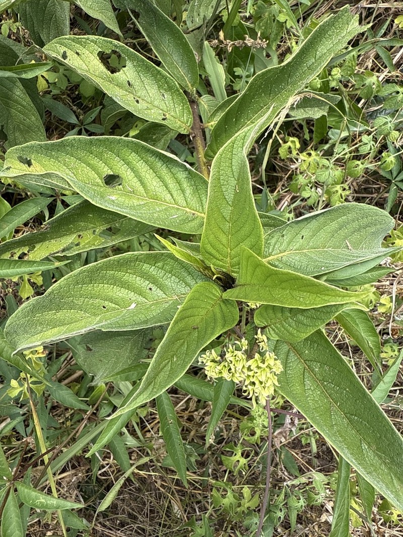 Heliotropium cuspidatum photo 4