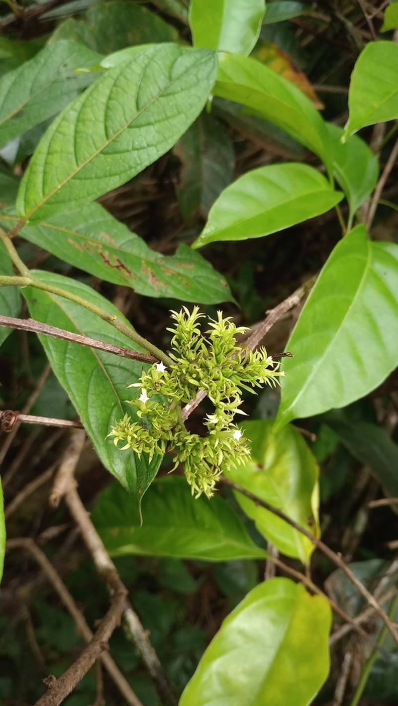 Heliotropium cuspidatum photo 5