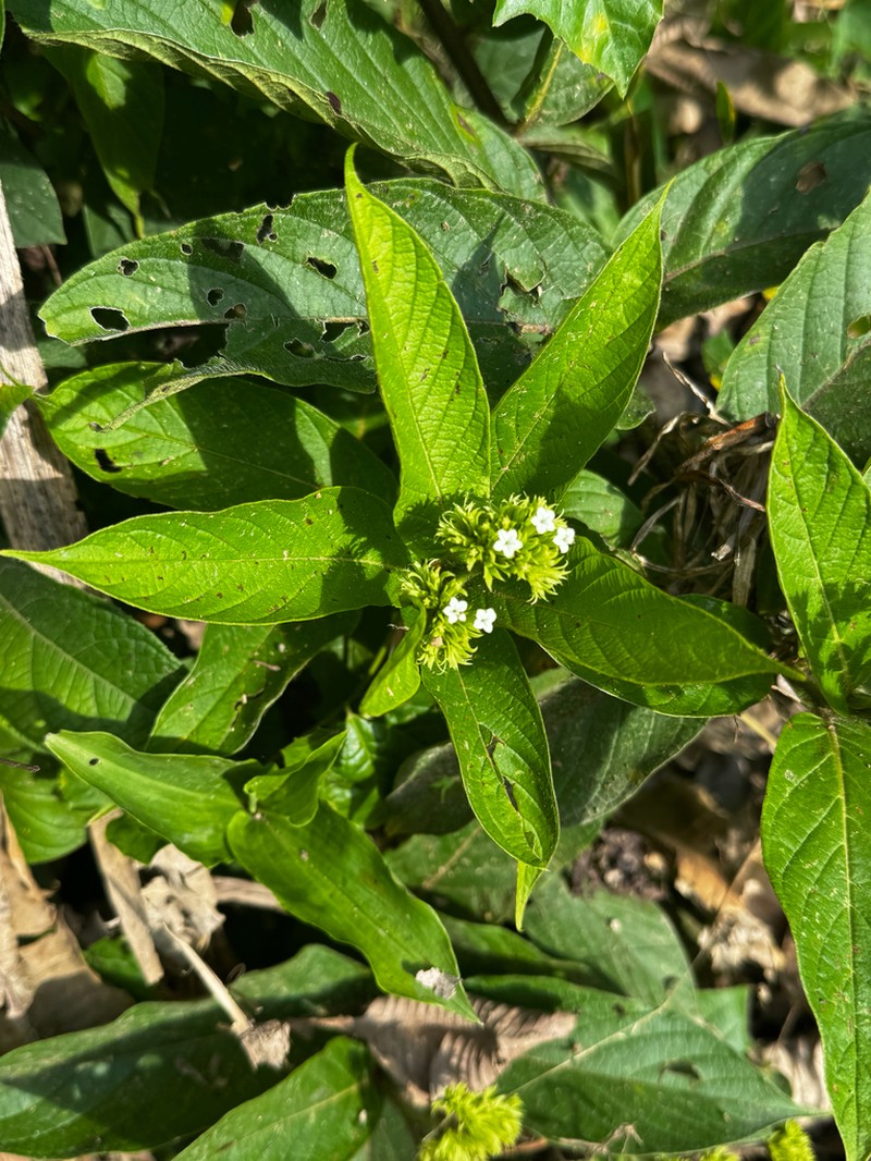 Heliotropium cuspidatum photo 6