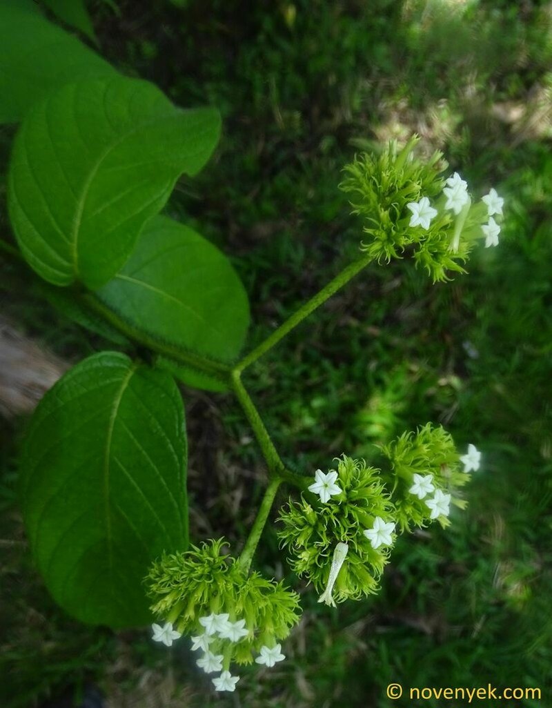 Heliotropium cuspidatum photo 7