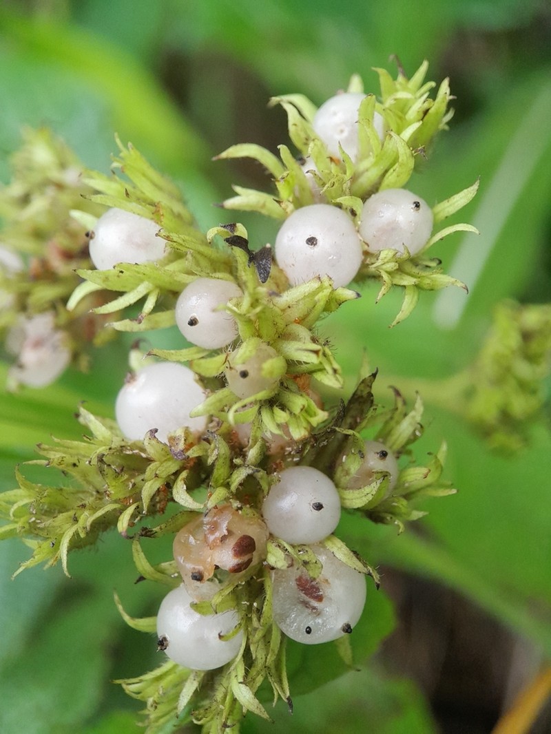 Heliotropium cuspidatum photo 8