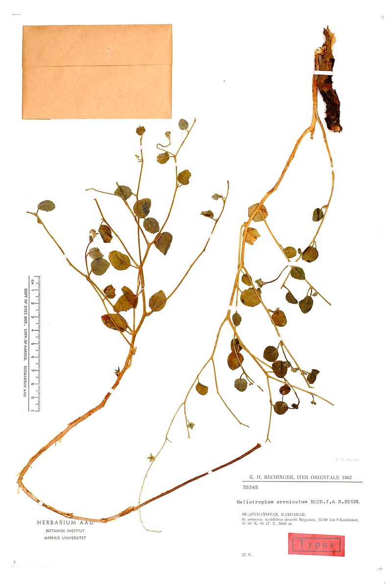 Heliotropium dasycarpum subsp. dasycarpum