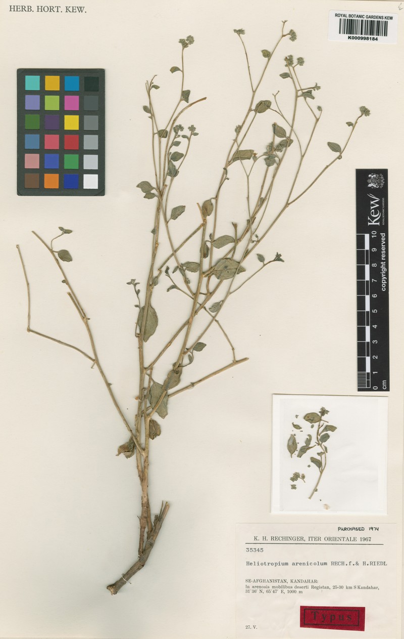 Heliotropium dasycarpum subsp. dasycarpum photo 2