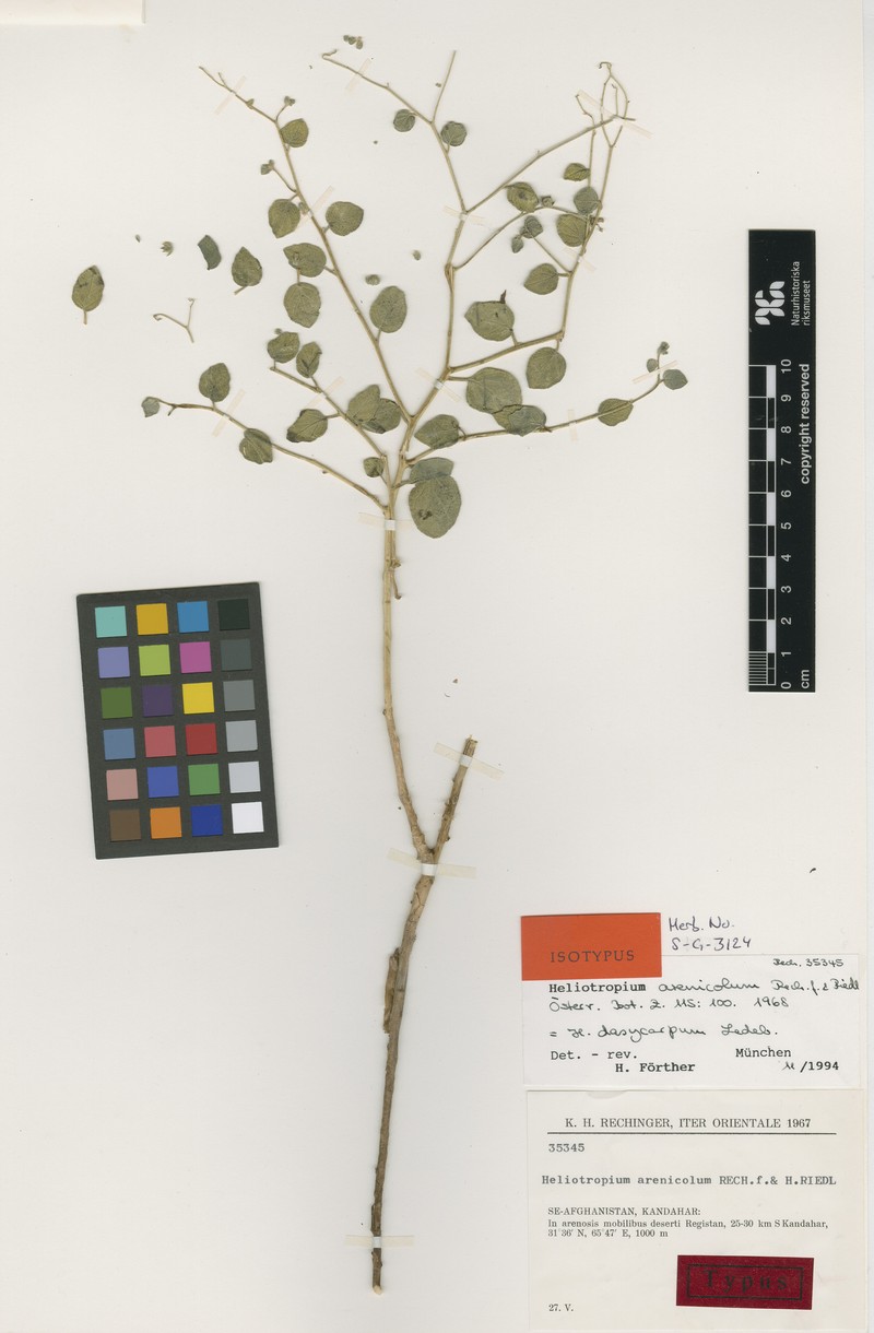Heliotropium dasycarpum subsp. dasycarpum photo 3