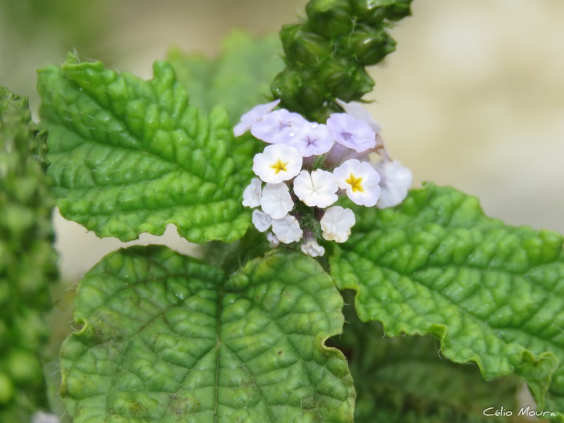 Heliotropium elongatum var. elongatum photo 2