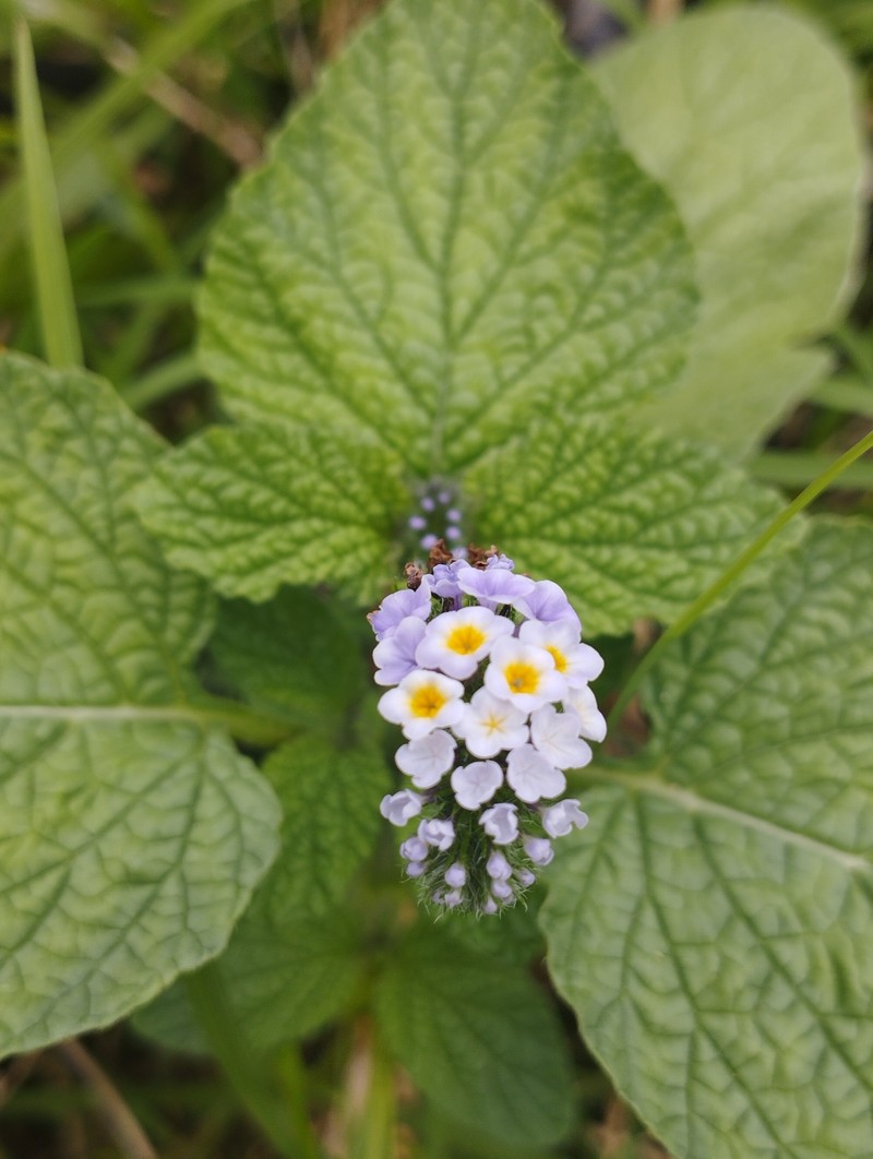 Heliotropium elongatum var. elongatum photo 3