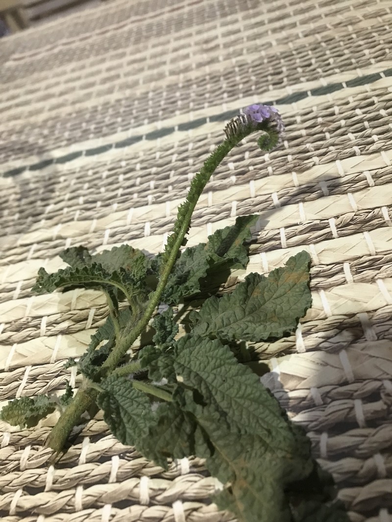 Heliotropium elongatum var. elongatum photo 4