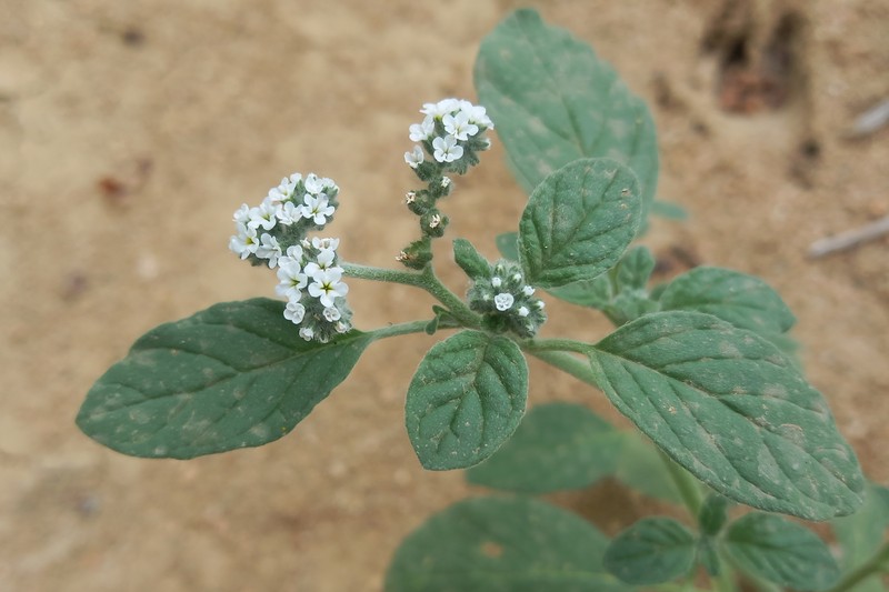 European Heliotrope photo 4