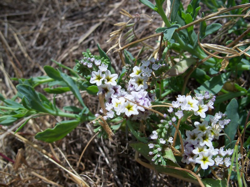 European Heliotrope photo 5