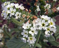 European Heliotrope