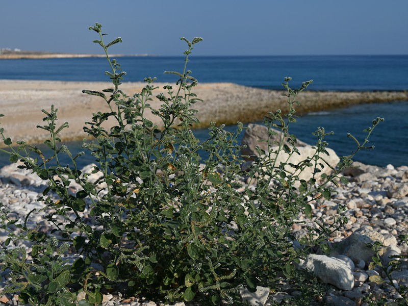European Heliotrope photo 2