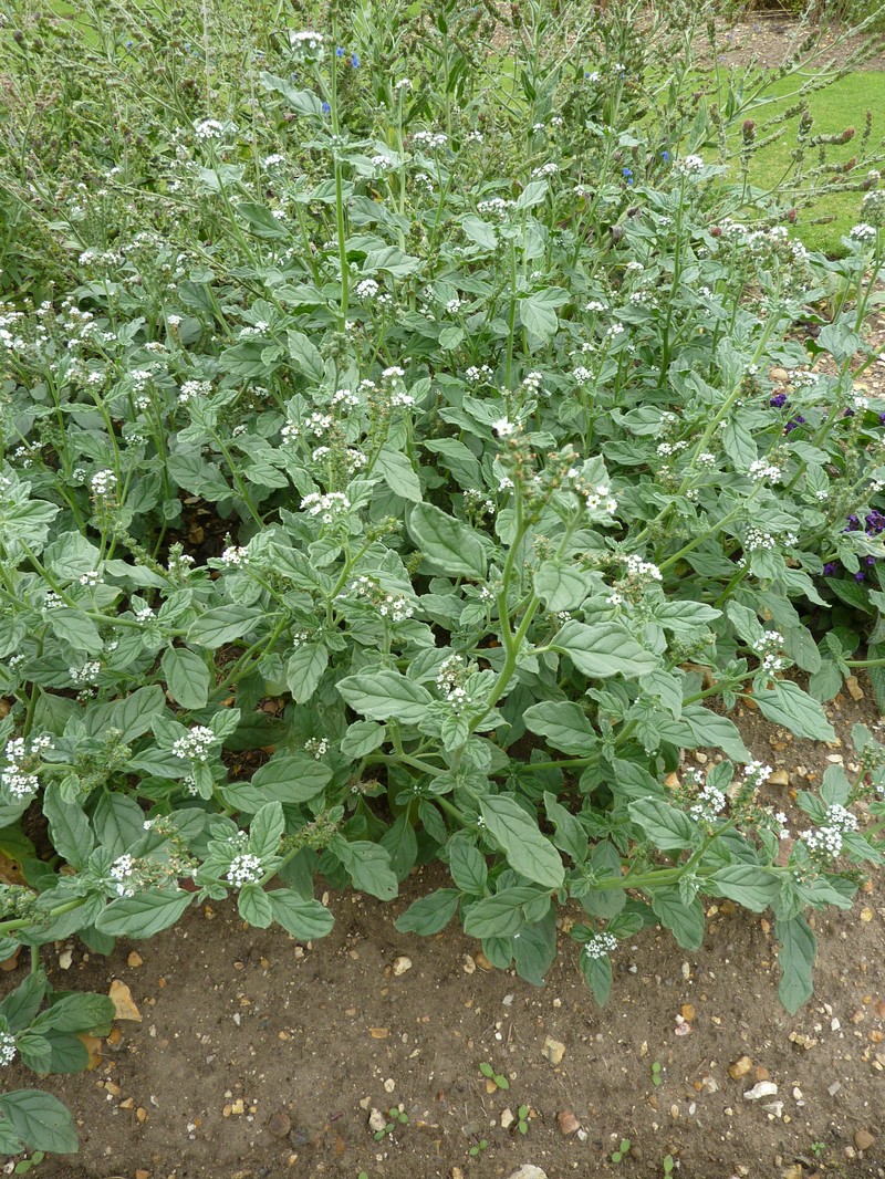 European Heliotrope photo 3