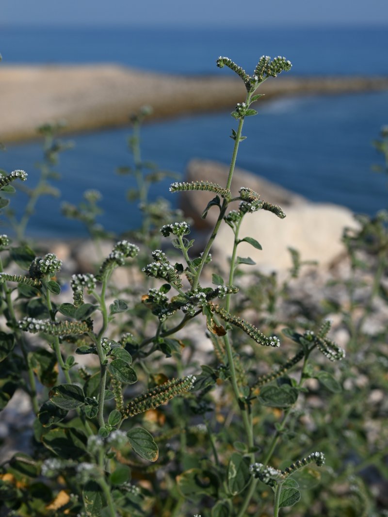 European Heliotrope photo 7