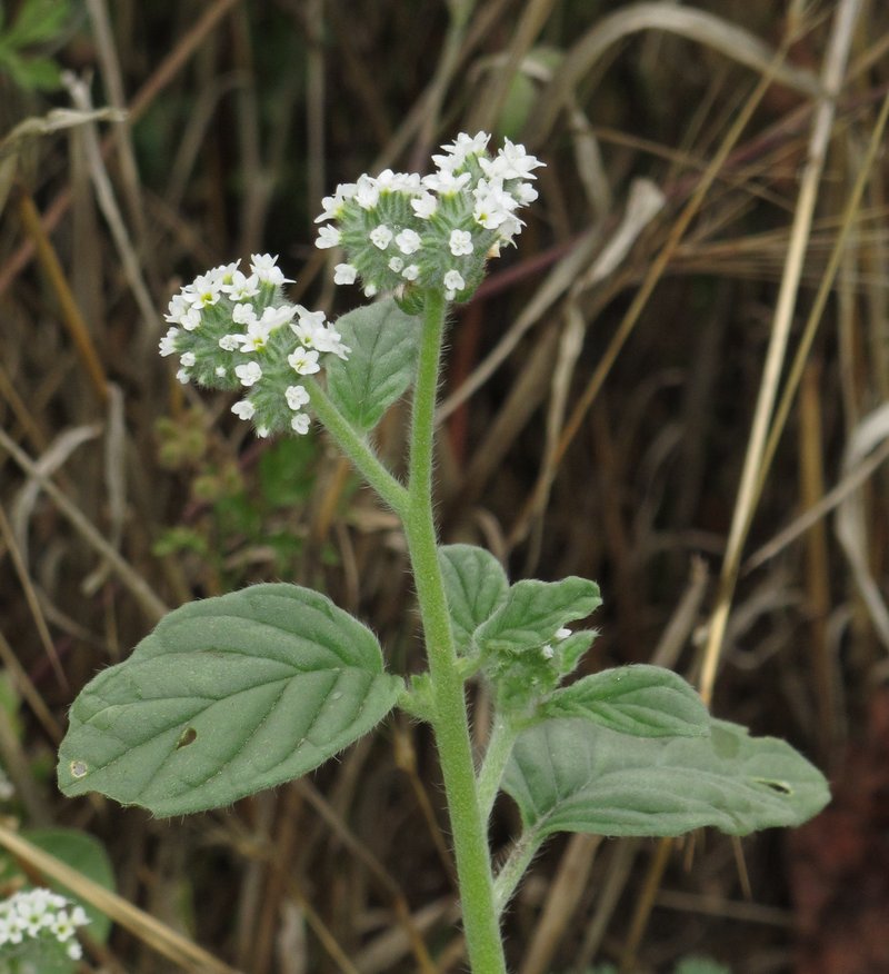 European Heliotrope photo 8