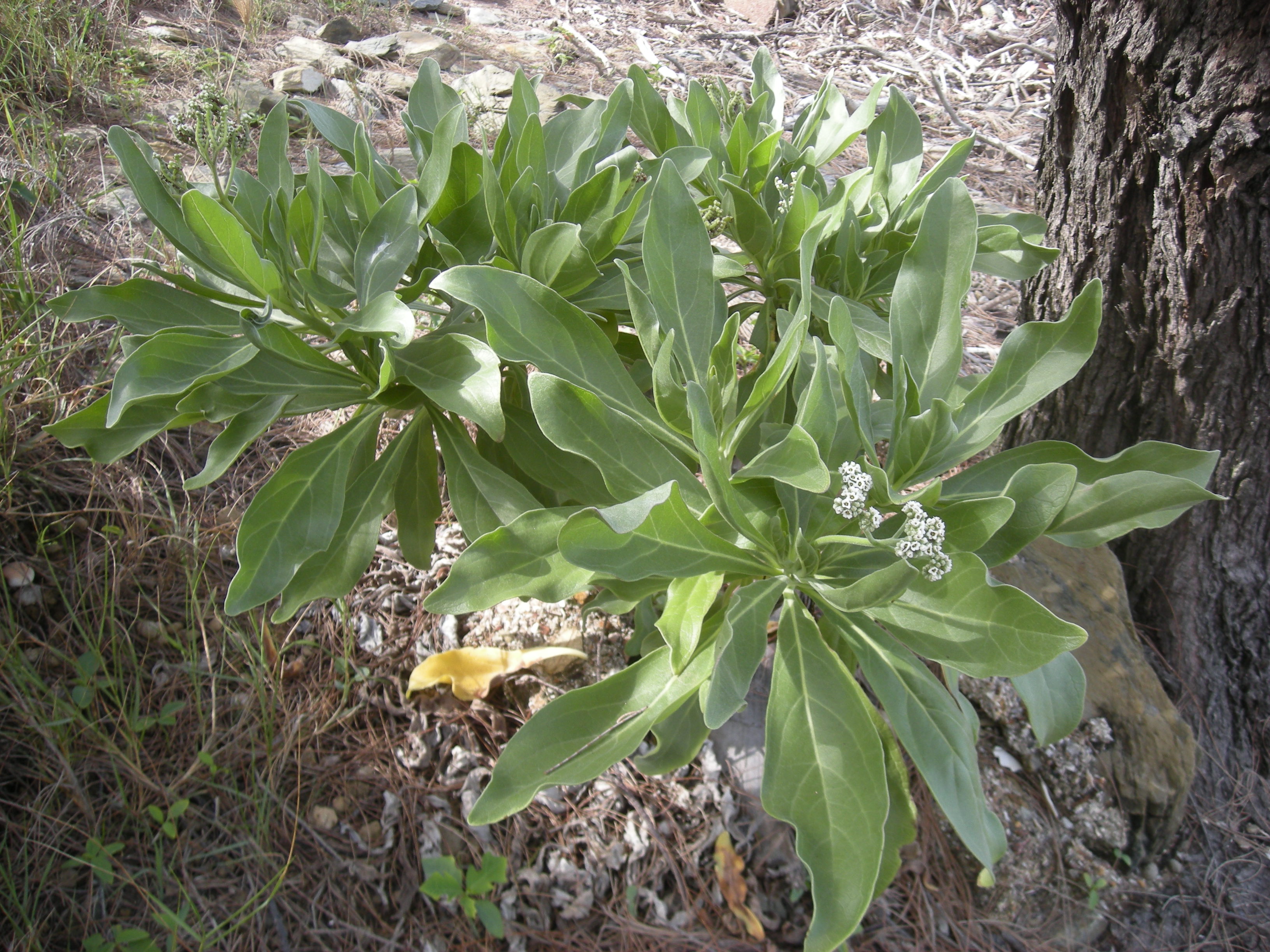 Velvetleaf Soldierbush photo 2