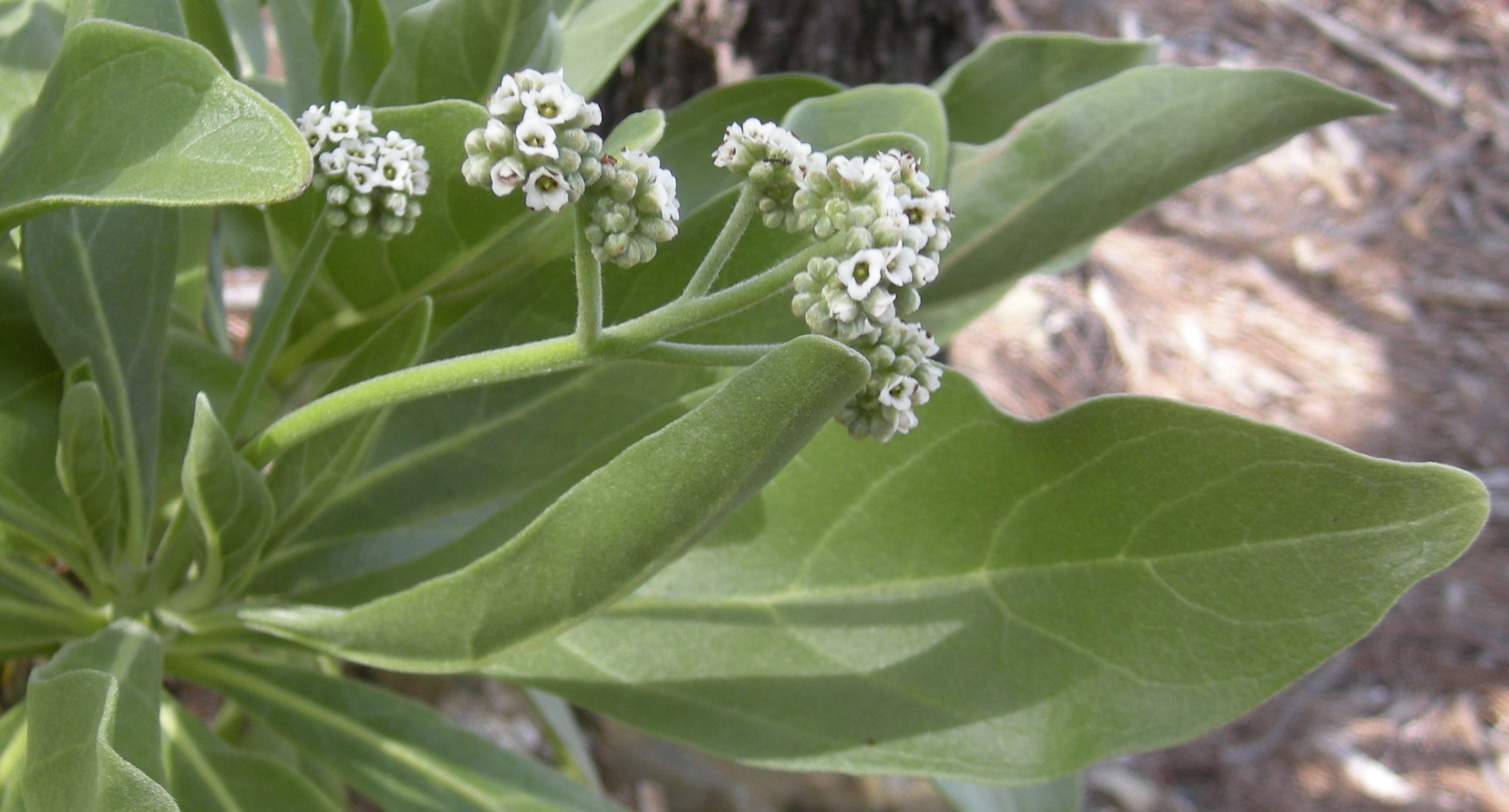 Velvetleaf Soldierbush photo 3