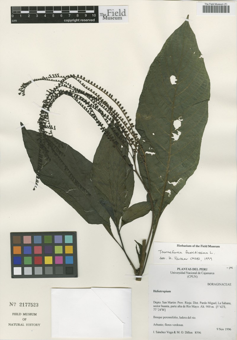Heliotropium foetidissimum