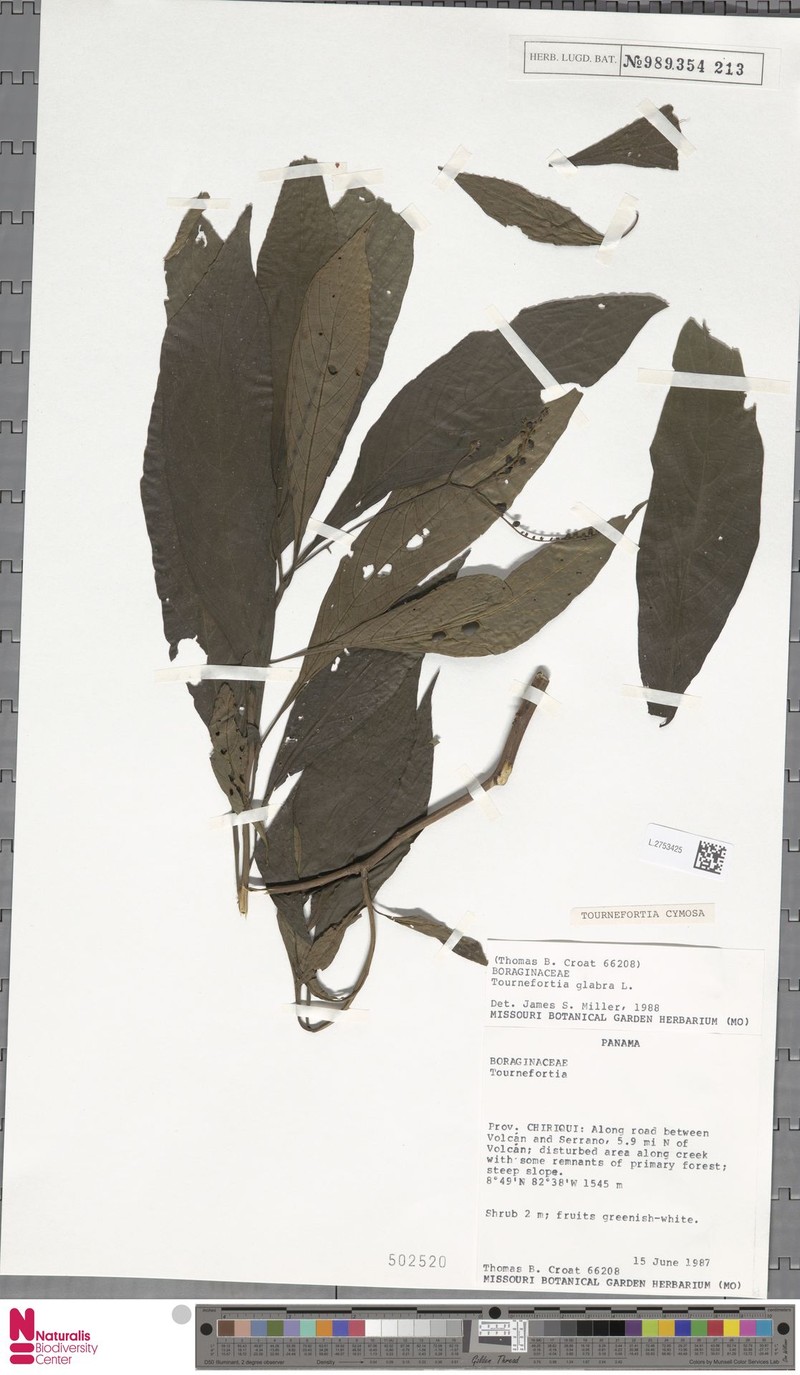 Heliotropium foetidissimum photo 2