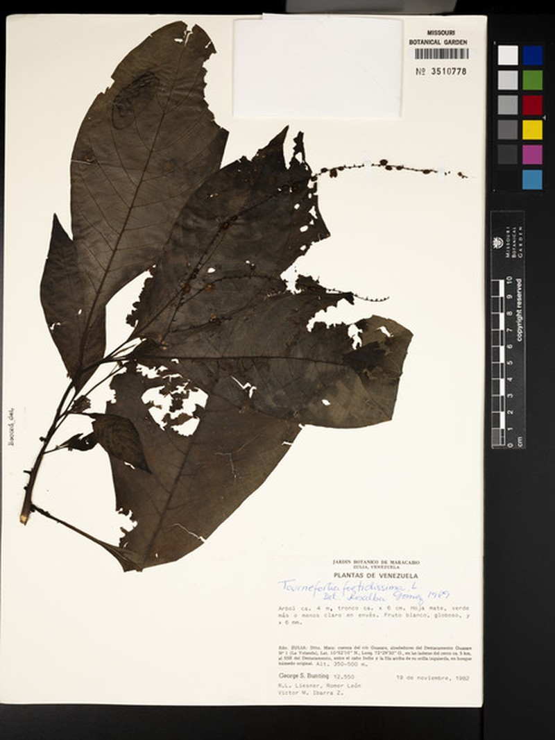 Heliotropium foetidissimum photo 3