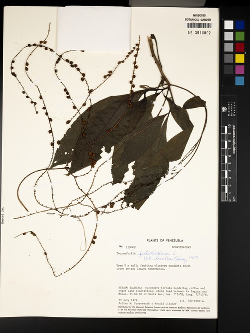 Heliotropium foetidissimum photo 4