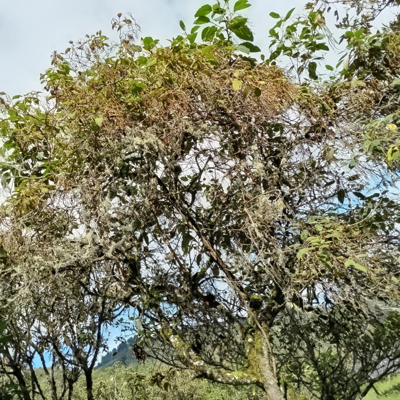 Heliotropium fuliginosum