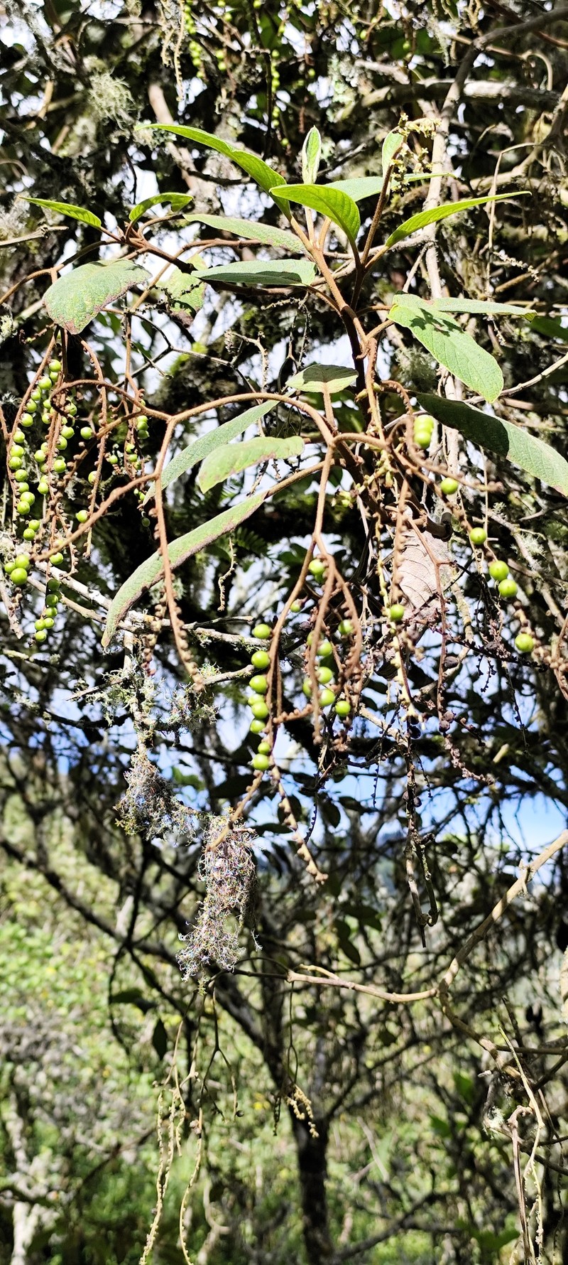 Heliotropium fuliginosum photo 2