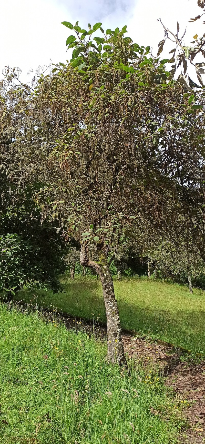 Heliotropium fuliginosum photo 3