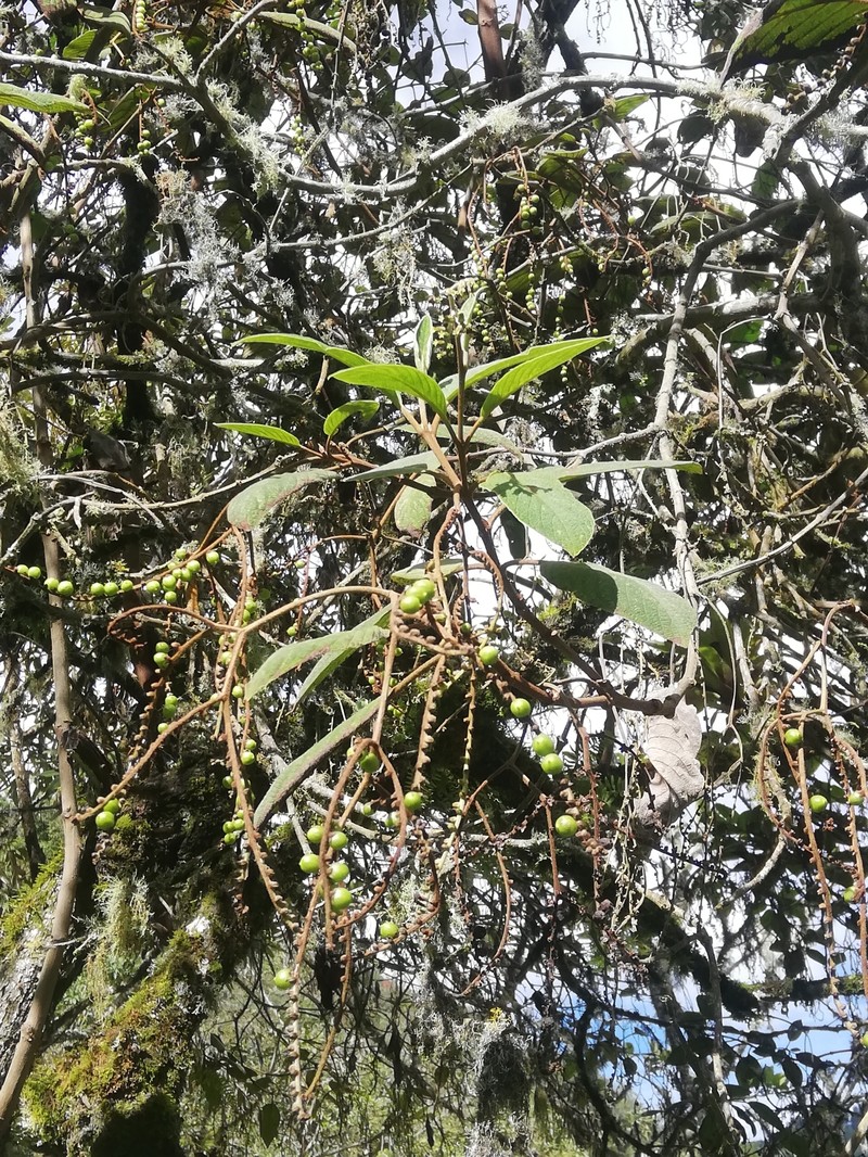 Heliotropium fuliginosum photo 4