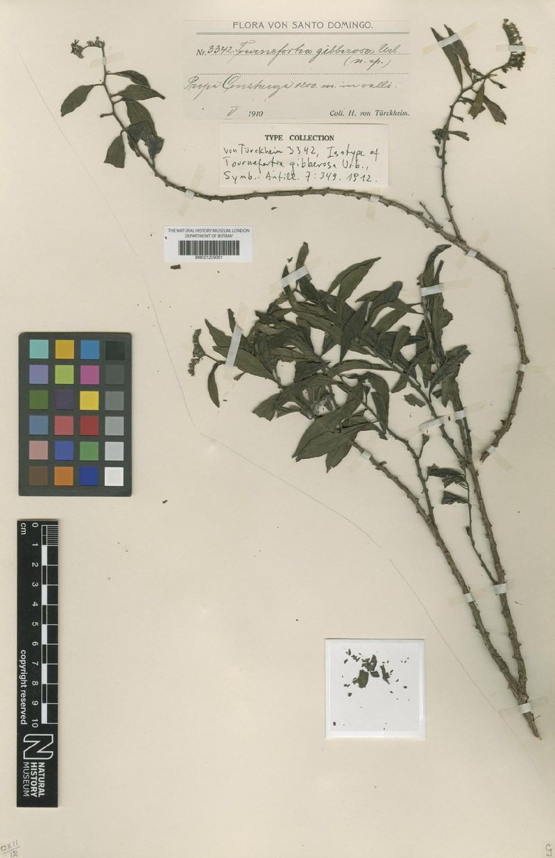 Heliotropium gibberosum
