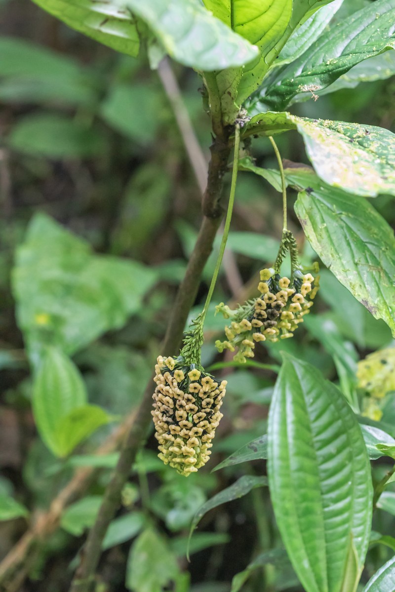 Heliotropium gigantifolium