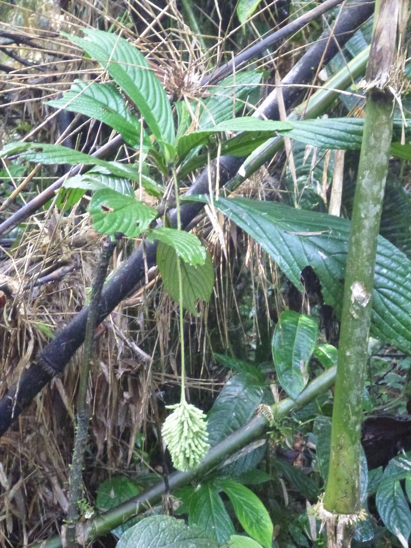 Heliotropium gigantifolium photo 2